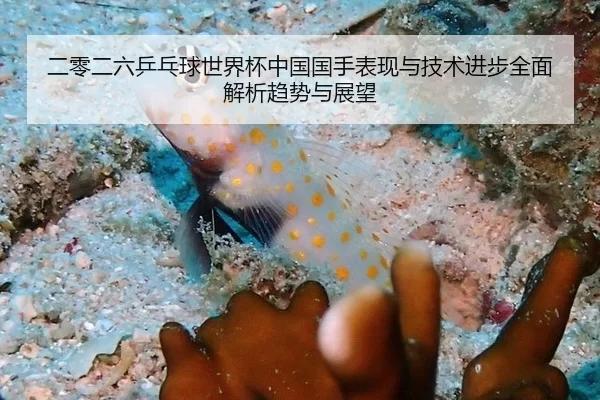二零二六乒乓球世界杯中国国手表现与技术进步全面解析趋势与展望